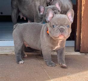 Bulldog francese