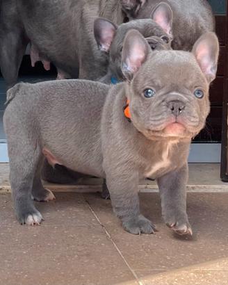 Bulldog francese