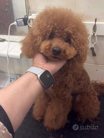 Barboncino nano fulvo