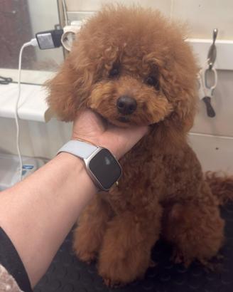 Barboncino nano fulvo