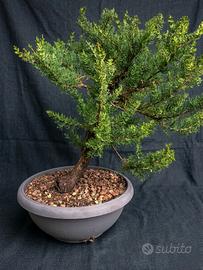 Pre Bonsai Cipresso Toscano