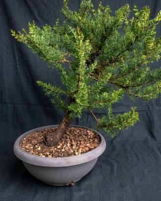 Pre Bonsai Cipresso Toscano
