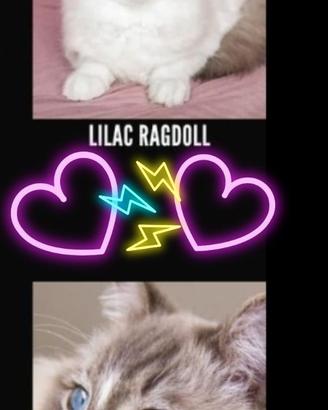 Gattini occhi blu