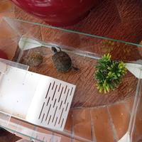 Acquario x tartarughe completo di accessori