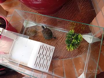 Acquario x tartarughe completo di accessori