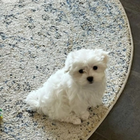 Maltese