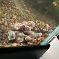 Lumache acquario dolce planorbelle