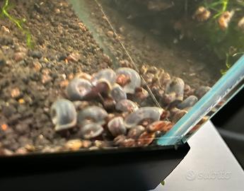 Lumache acquario dolce planorbelle