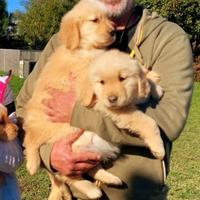 Cucciolata di Golden pronta