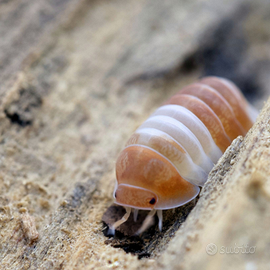 Cubaris Panda King Orange