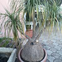 pianta esemplare mangiafumo