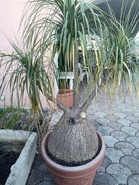 pianta esemplare mangiafumo