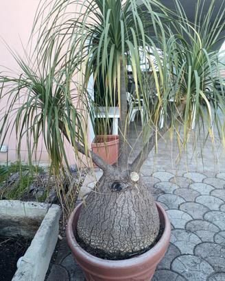 pianta esemplare beaucarnea mangiafumo
