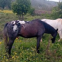 Cavallo appaloosa