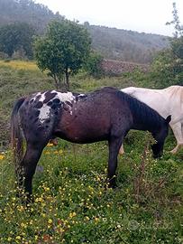 Cavallo appaloosa