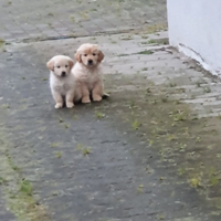 Cuccioli Golden retriever