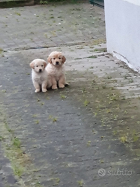 Cuccioli Golden retriever