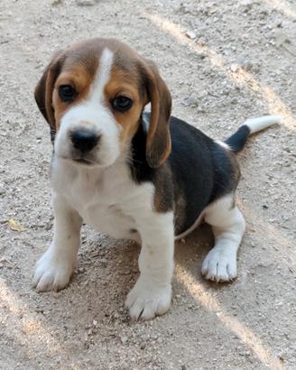 Beagle pedigree ENCI