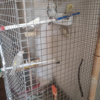 Femmine riproduttrici