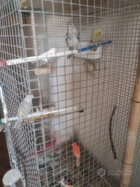 Femmine riproduttrici