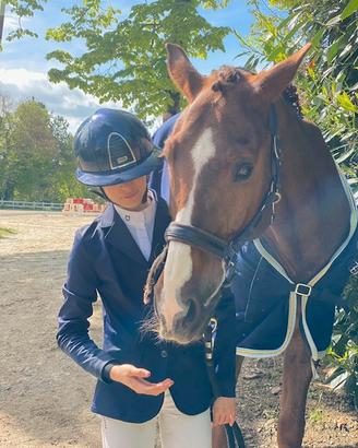 Cavallo sportivo tedesco per salto e dressage
