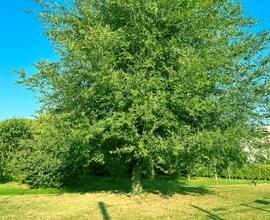 Terreno ideale per orto e feste con amici