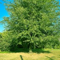 Terreno ideale per orto e feste con amici