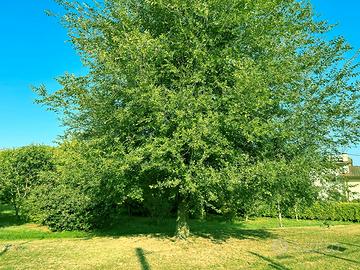 Terreno ideale per orto e feste con amici