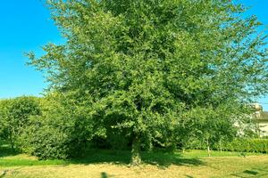 Terreno ideale per orto e feste con amici
