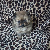 Spitz nano di Pomerania femmina