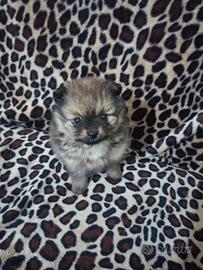 Spitz nano di Pomerania femmina