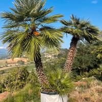 PALMA NANA  "CHAMAEROPS HUMILIS"