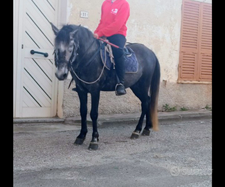 Permuta con cavallina piu alta