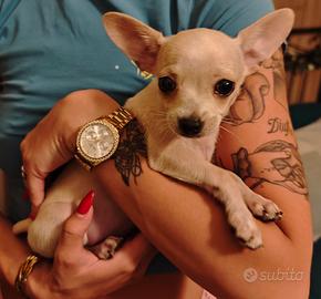 ULTIMI 4 CHIHUAHUA DISPONIBILI 🐕