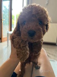 Cuccioli di barboncino red toy