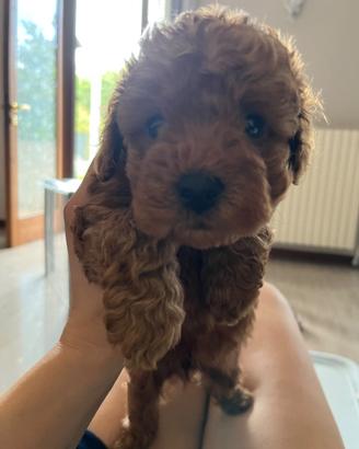 Cuccioli di barboncino red toy