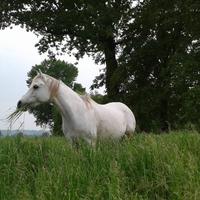 Cavalli in branco - spazio in natura