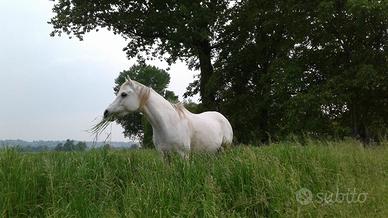 Cavalli in branco - spazio in natura