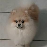Spitz tedesco nano (POMERANIA)