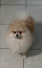 Spitz tedesco nano (POMERANIA)