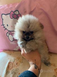 Spitz pomerania nano pedigree enci