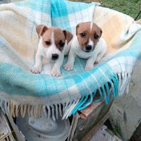 Jack russell