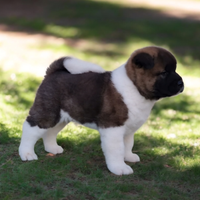 Akita americano maschio