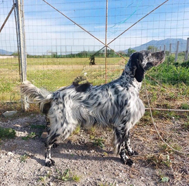 Setter maschio di 5 anni con pedigree