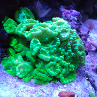 Coralli acquario marino