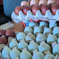 Ova Marans /Araucana allevate in purezza