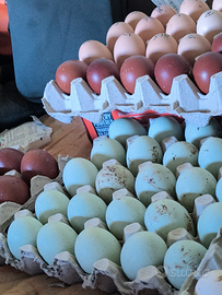 Ova Marans /Araucana allevate in purezza