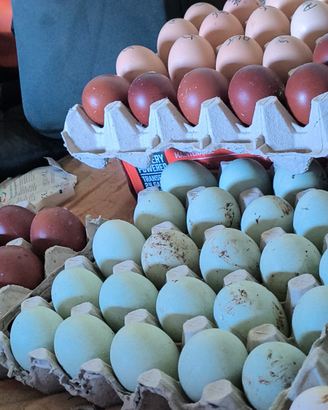 Ova Marans /Araucana allevate in purezza