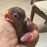 Inseparabili fischer