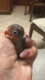 Inseparabili fischer